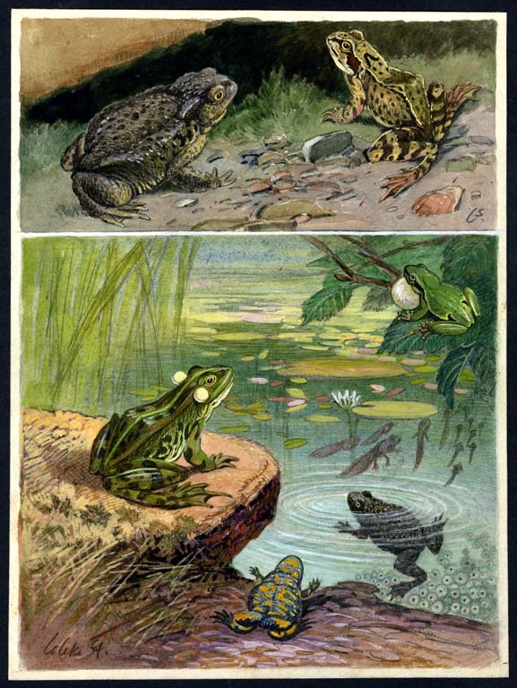 Náhledový obrázek Ilustrace - Živočichopis pro nižší třídy škol středních - 1