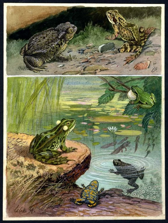 Náhledový obrázek předmětu Ilustrace - Živočichopis pro nižší třídy škol středních