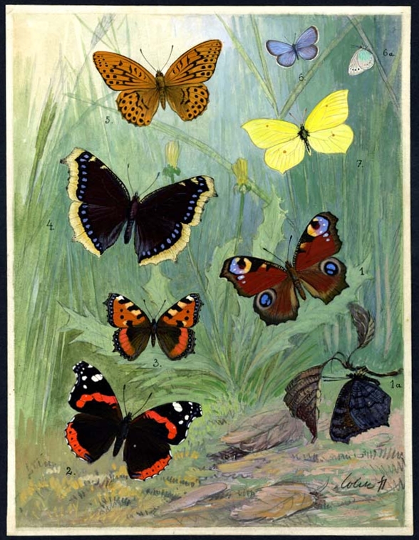 Náhledový obrázek Ilustrace - Živočichopis pro nižší třídy škol středních - 1