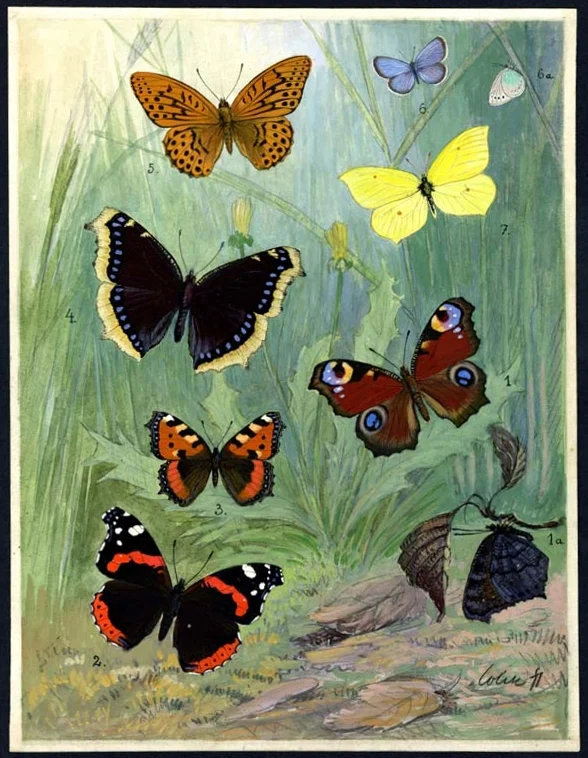 Náhledový obrázek předmětu Ilustrace - Živočichopis pro nižší třídy škol středních