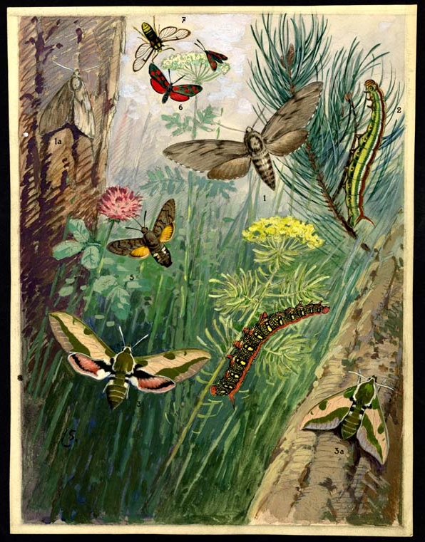 Náhledový obrázek Ilustrace - Živočichopis pro nižší třídy škol středních - 1