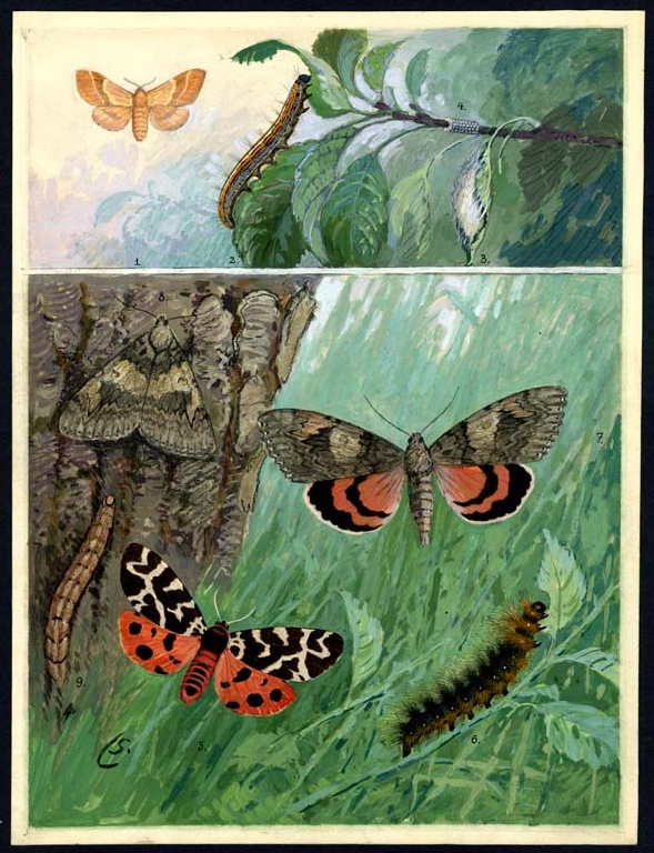 Náhledový obrázek Ilustrace - Živočichopis pro nižší třídy škol středních - 1