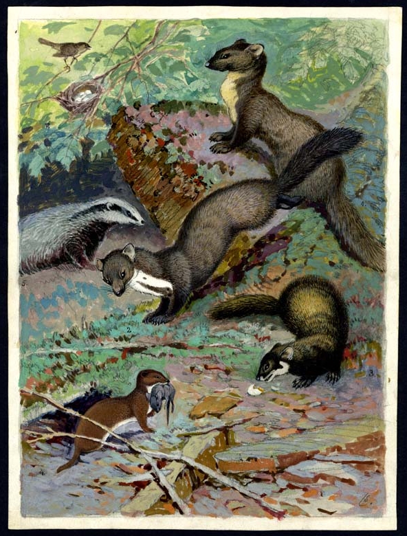 Náhledový obrázek Ilustrace - Živočichopis pro nižší třídy škol středních - 1