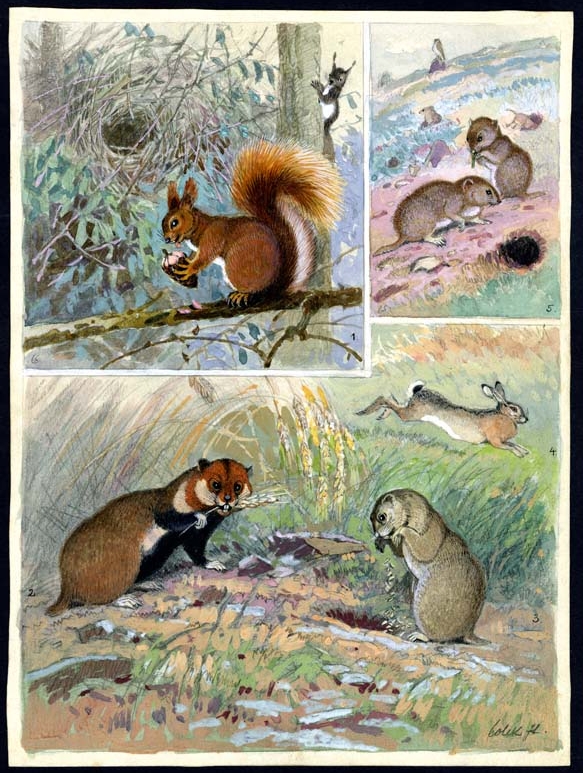 Náhledový obrázek Ilustrace - Živočichopis pro nižší třídy škol středních - 1