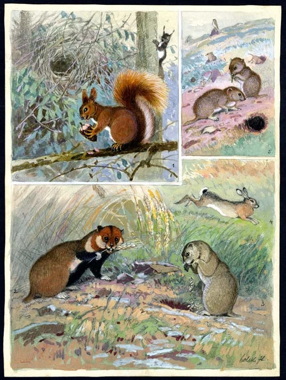 Náhledový obrázek předmětu Ilustrace - Živočichopis pro nižší třídy škol středních