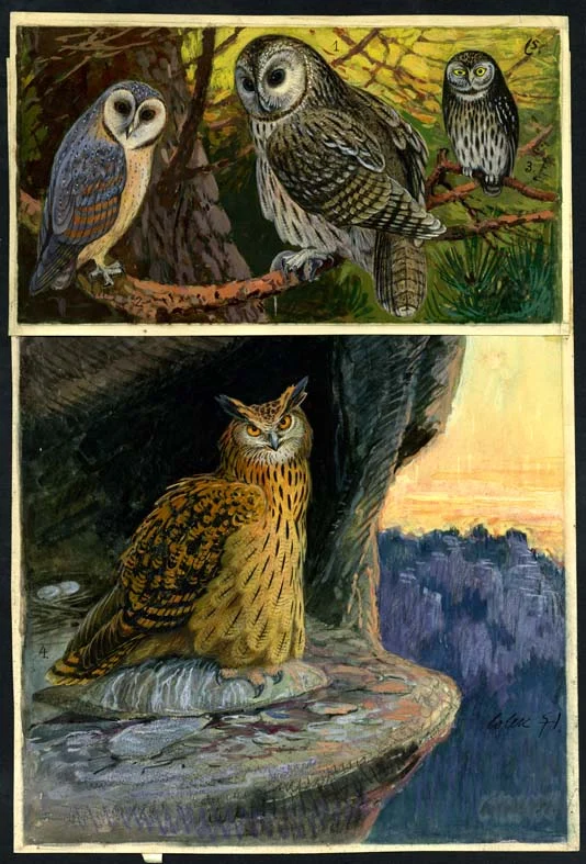Náhledový obrázek předmětu Ilustrace - Živočichopis pro nižší třídy škol středních