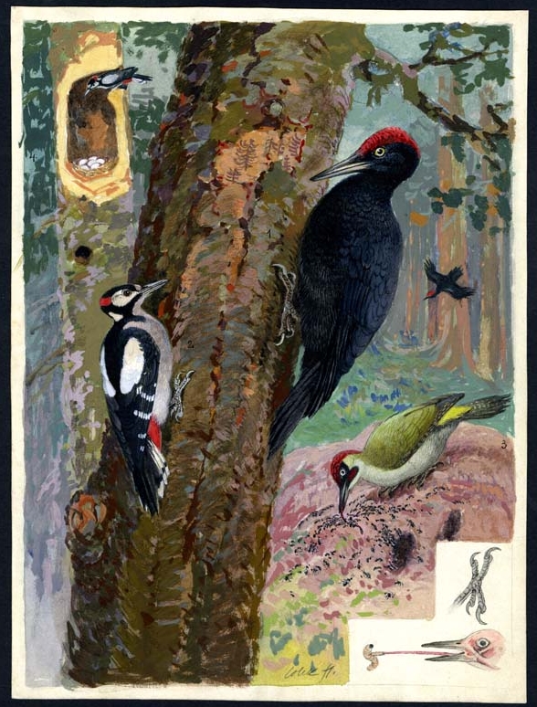 Náhledový obrázek Ilustrace - Živočichopis pro nižší třídy škol středních - 1