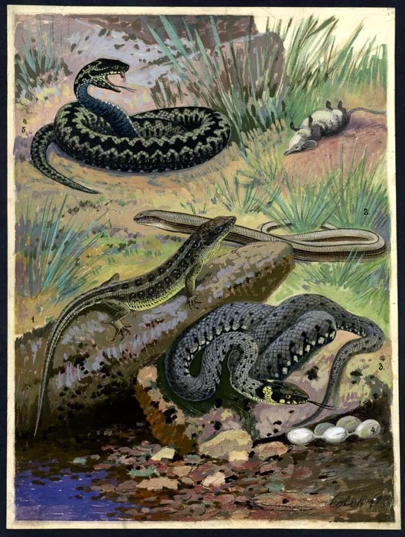 Náhledový obrázek předmětu Ilustrace - Živočichopis pro nižší třídy škol středních
