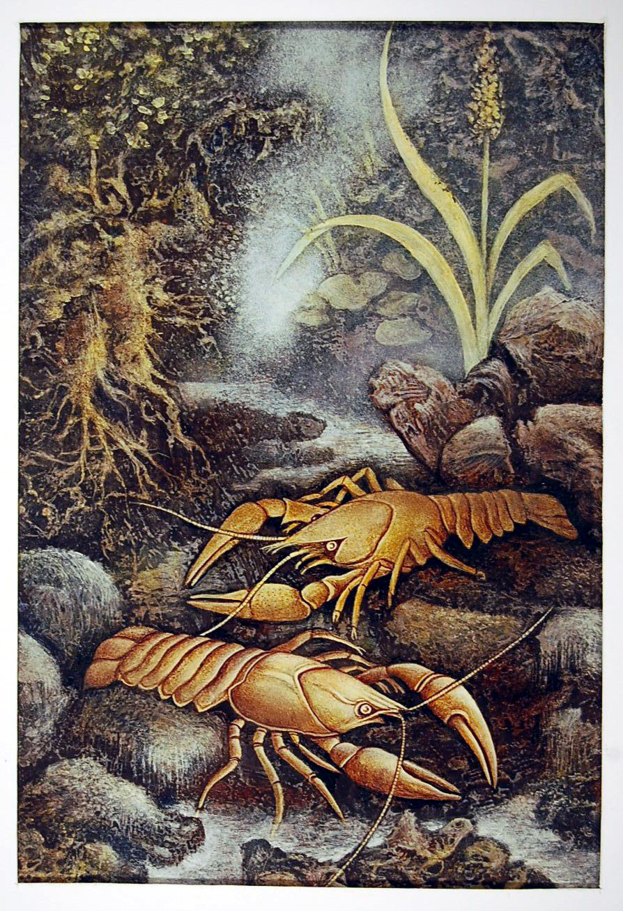 Náhledový obrázek Raci - ilustrace - 1