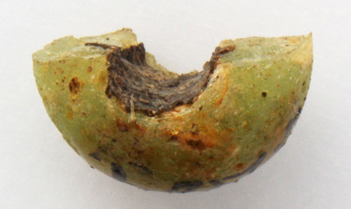 Náhledový obrázek Korál (část) - 2