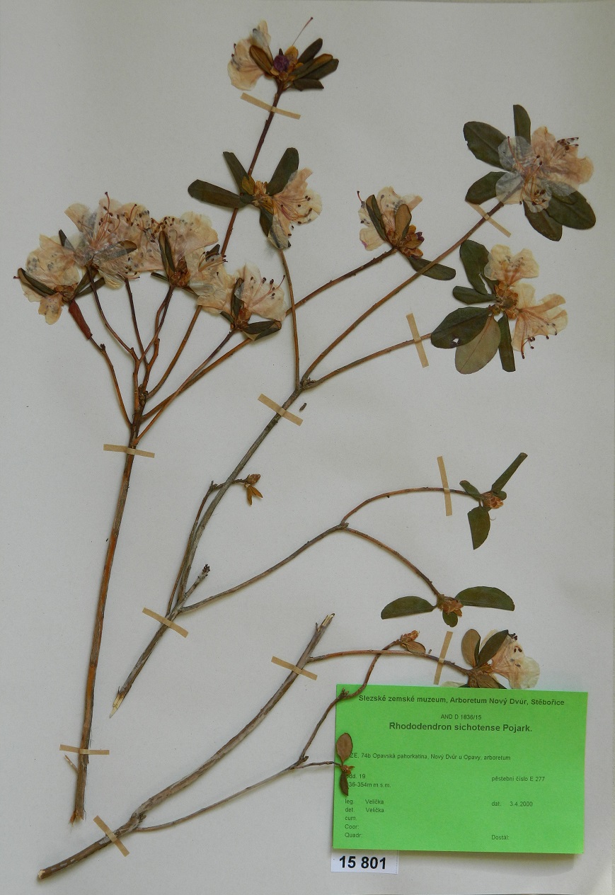 Náhledový obrázek Rhododendron sichotense Pojark. - 1