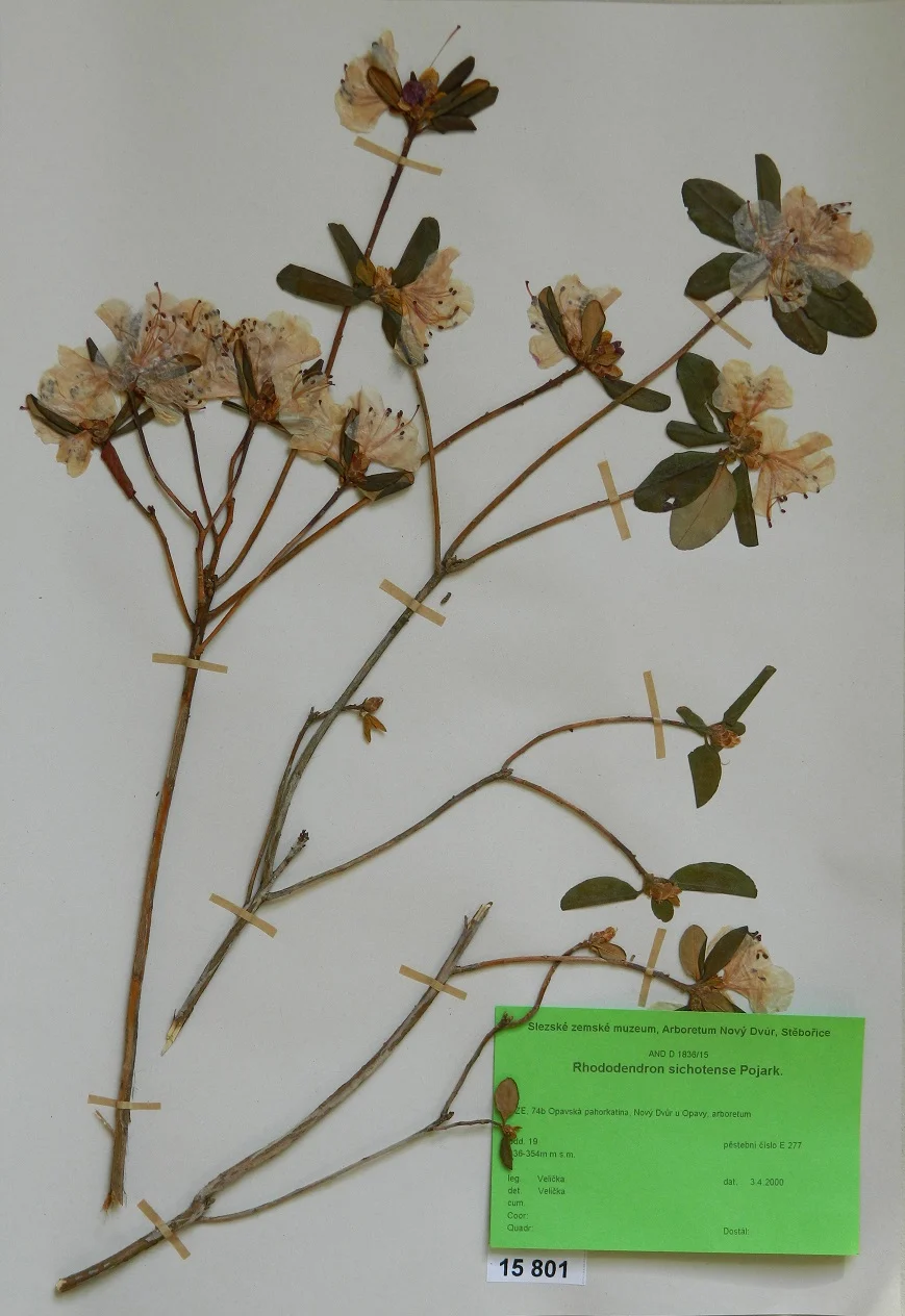 Náhledový obrázek předmětu Rhododendron sichotense Pojark.
