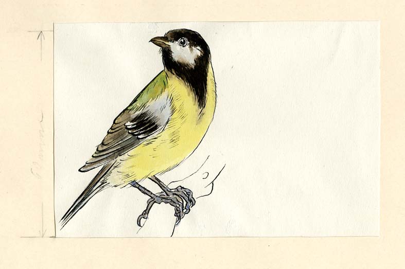 Náhledový obrázek Ilustrace - Ptáci našich zahrad - 1