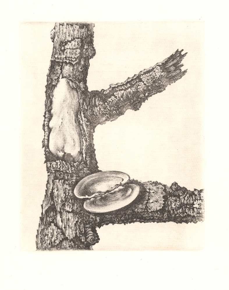 Náhledový obrázek Ilustrace - Sedm sonetů - 1