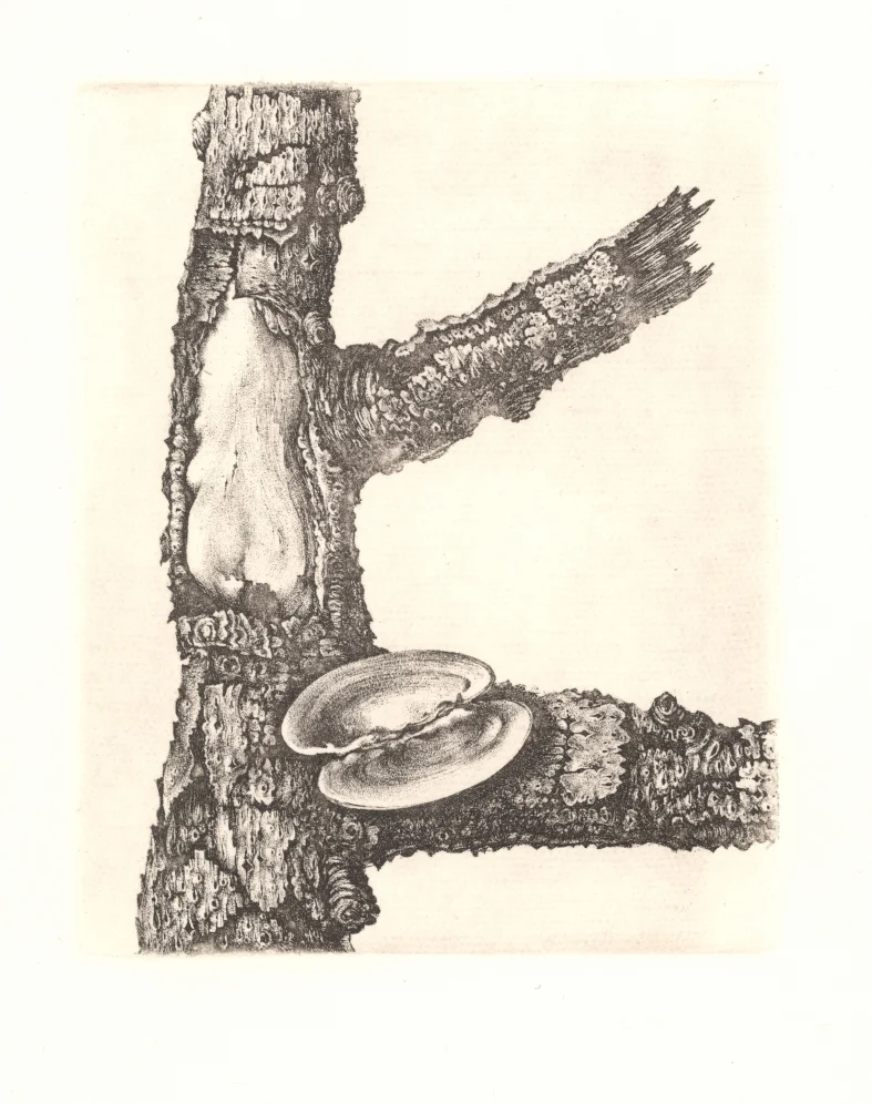 Náhledový obrázek předmětu Ilustrace - Sedm sonetů