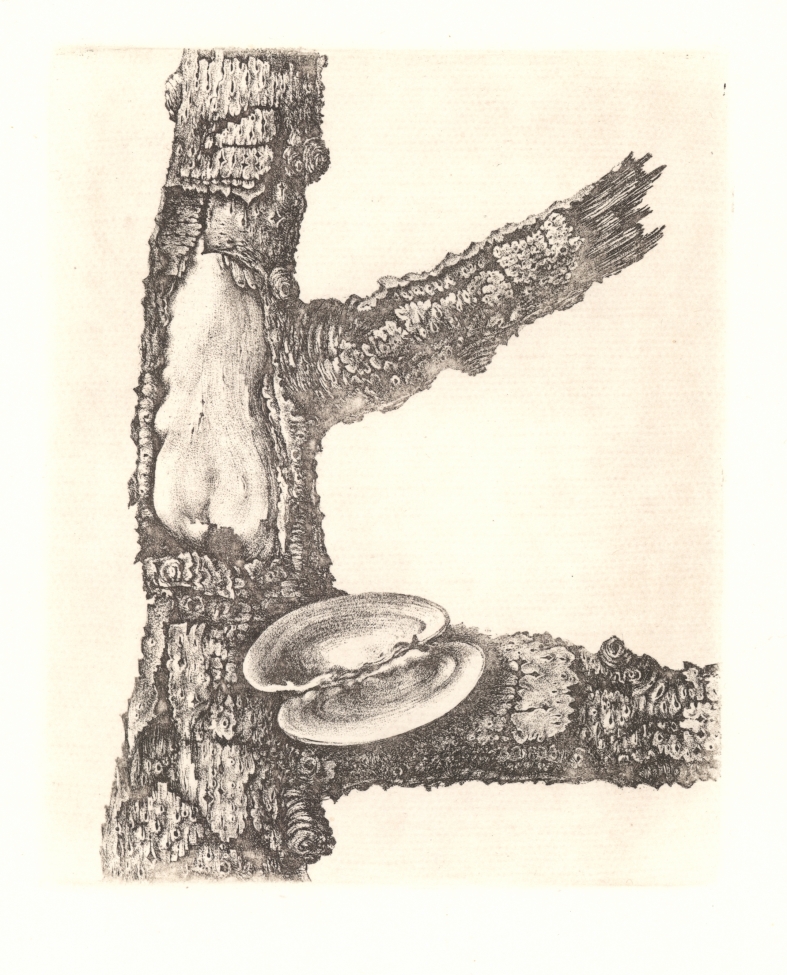 Náhledový obrázek Ilustrace - Sedm sonetů - 1