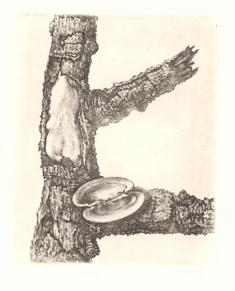 Náhledový obrázek předmětu Ilustrace - Sedm sonetů
