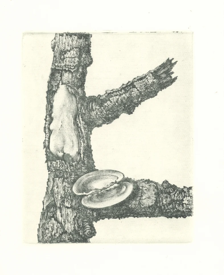 Náhledový obrázek předmětu Ilustrace - Sedm sonetů