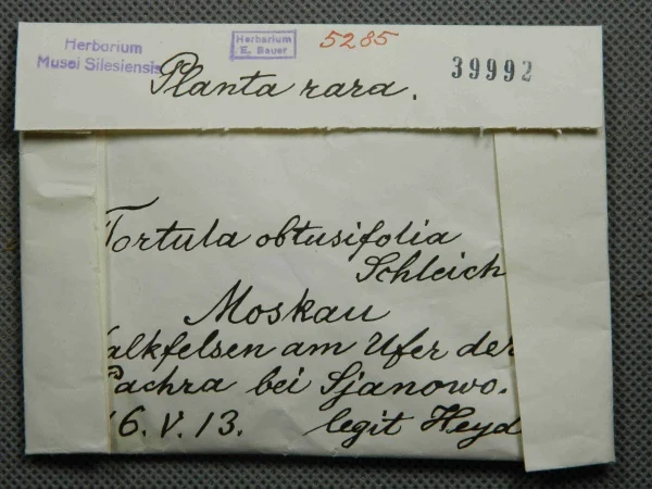 Náhledový obrázek předmětu Tortula obtusifolia