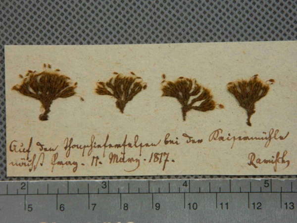 Náhledový obrázek Grimmia pulvinata Sm. - 1