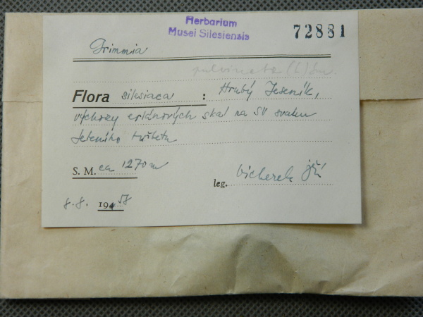 Náhledový obrázek Grimmia - 1