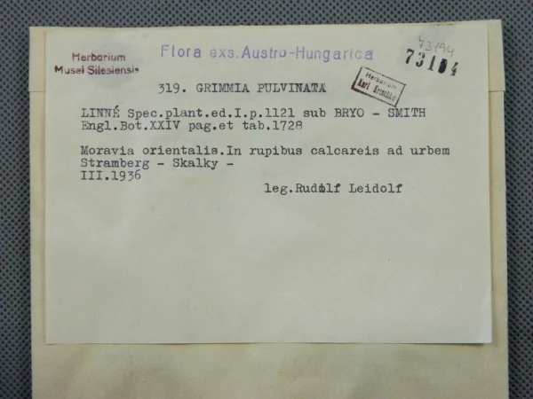 Náhledový obrázek předmětu Grimmia pulvinata