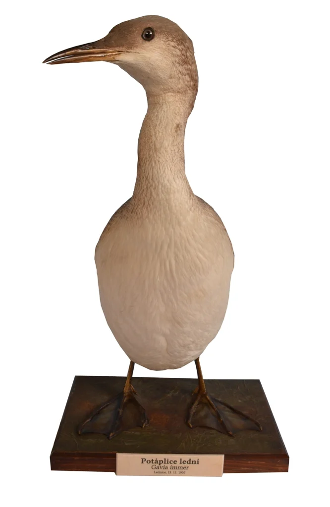 Obrázek Potáplice lední