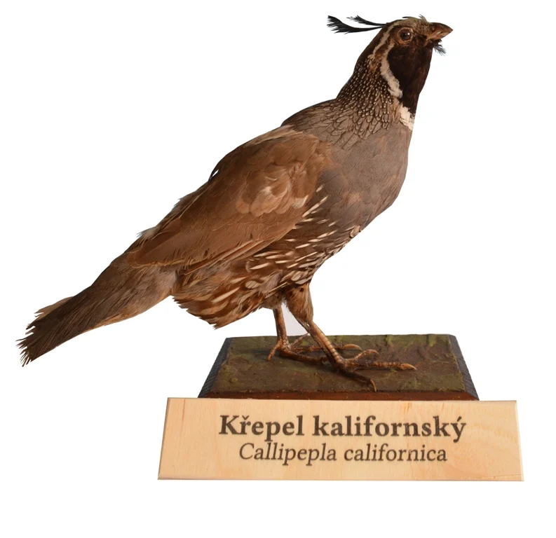 Obrázek Křepel kalifornský