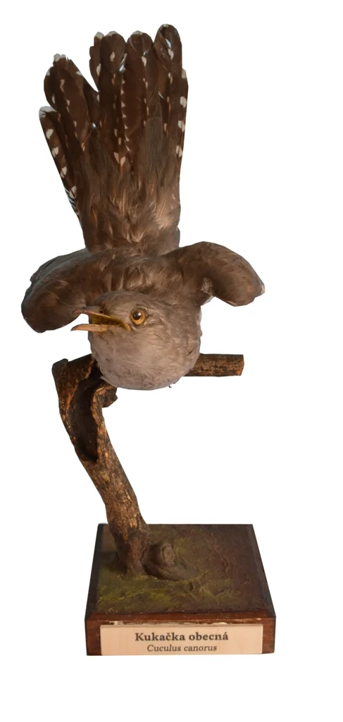 Obrázek Kukačka obecná
