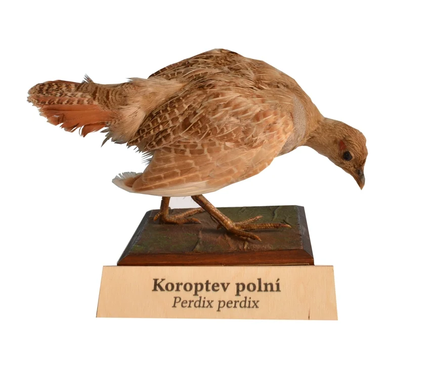 Obrázek Koroptev polní