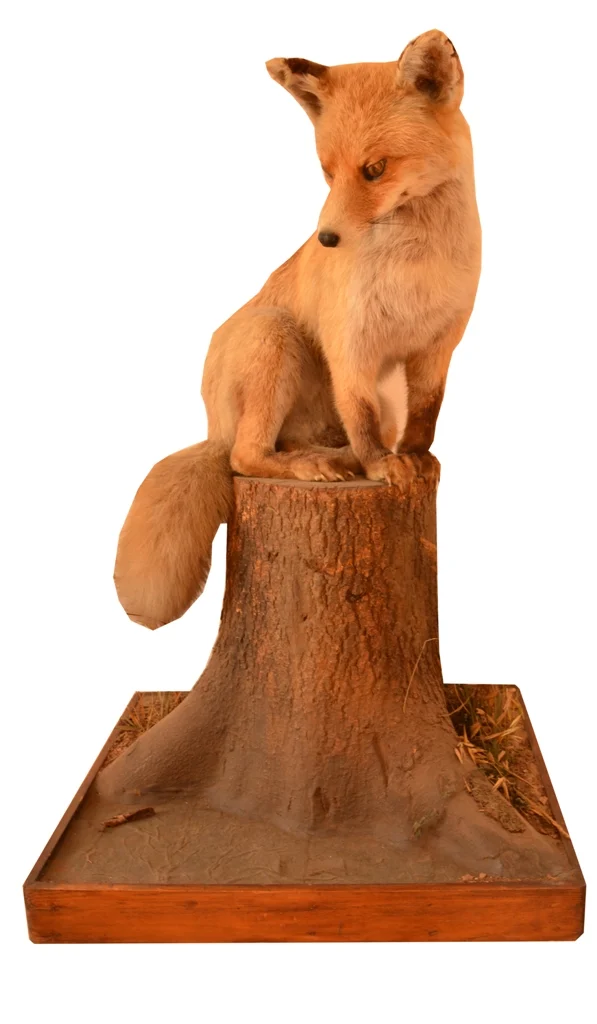 Obrázek Liška obecná