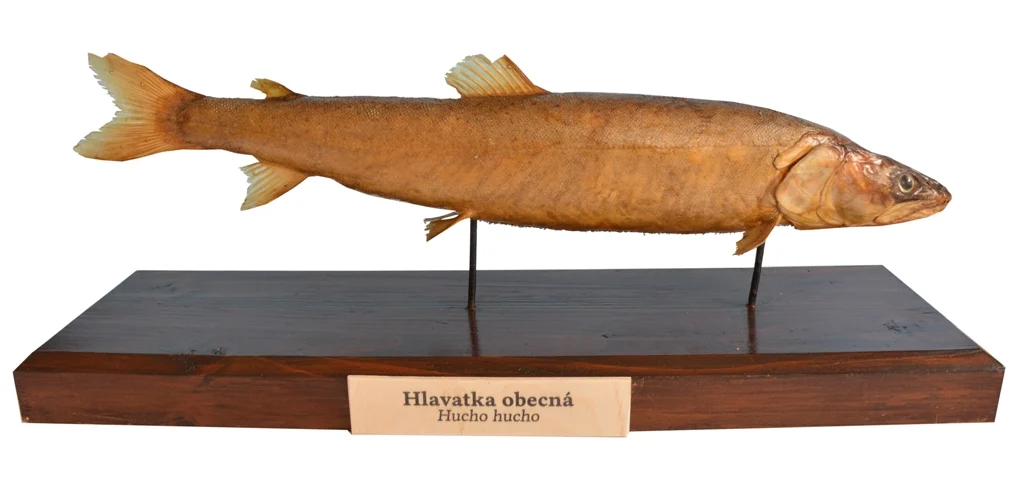 Obrázek Hlavatka obecná