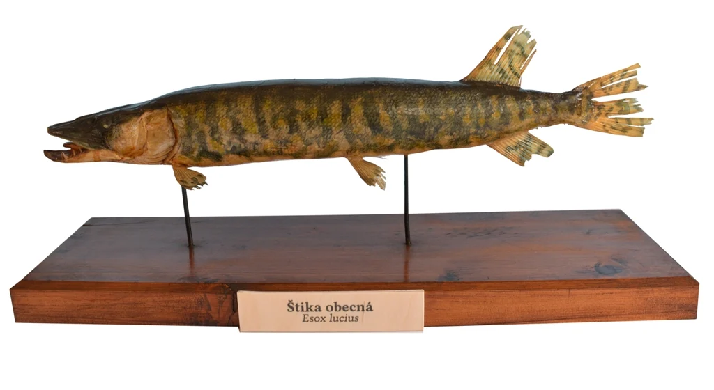 Obrázek Štika obecná