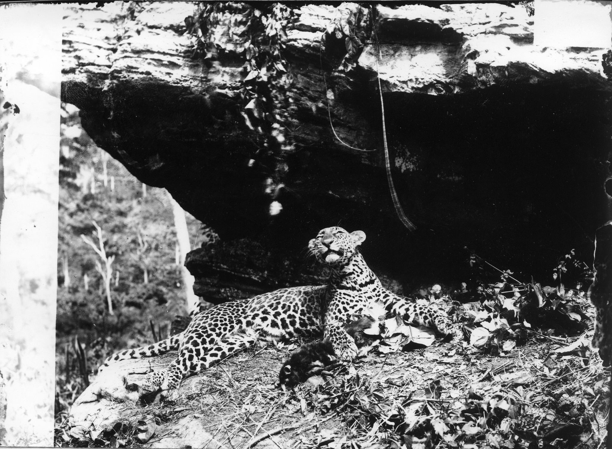 Náhledový obrázek Zastřelený leopard - 1