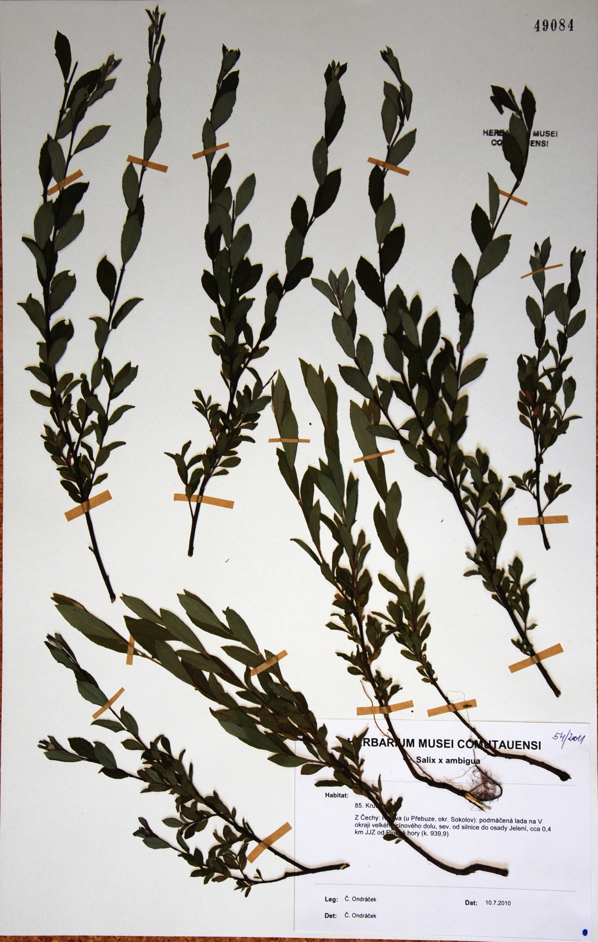 Náhledový obrázek Salix x ambigua - 1