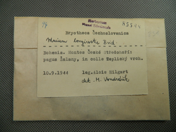 Náhledový obrázek Mnium longirostre Brid. - 1