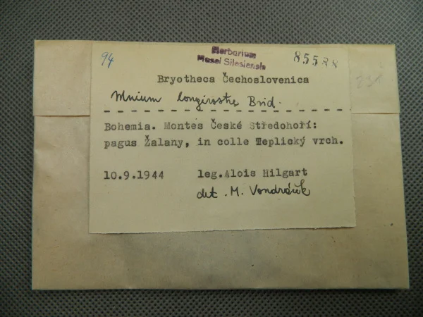 Náhledový obrázek předmětu Mnium longirostre Brid.