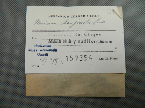 Náhledový obrázek Mnium longirostre Brid. - 1