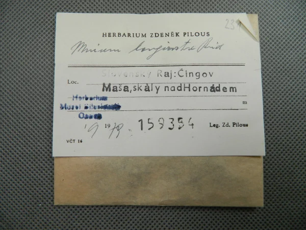 Náhledový obrázek předmětu Mnium longirostre Brid.