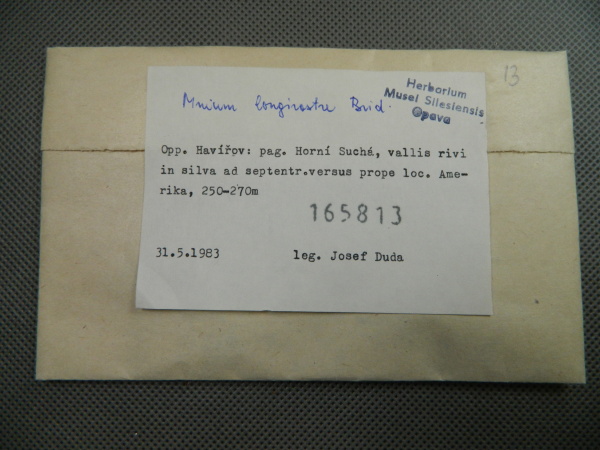 Náhledový obrázek Mnium longirostre Brid. - 1