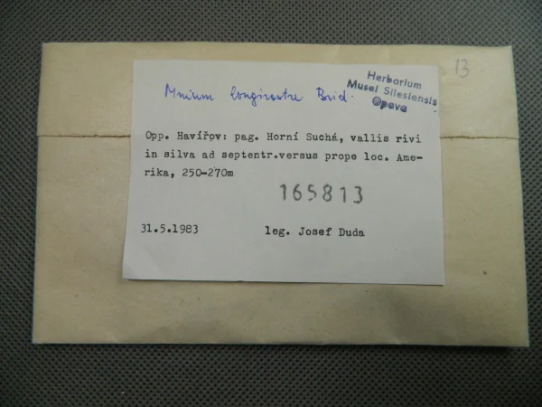 Náhledový obrázek předmětu Mnium longirostre Brid.