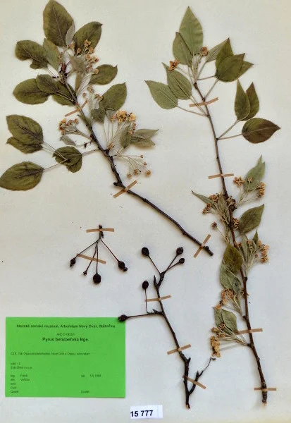 Náhledový obrázek předmětu Pyrus betulaefolia Bge.