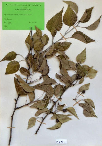 Náhledový obrázek předmětu Pyrus betulaefolia Bge.