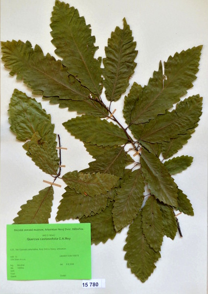 Náhledový obrázek Quercus castaneifolia C.A.Mey - 1