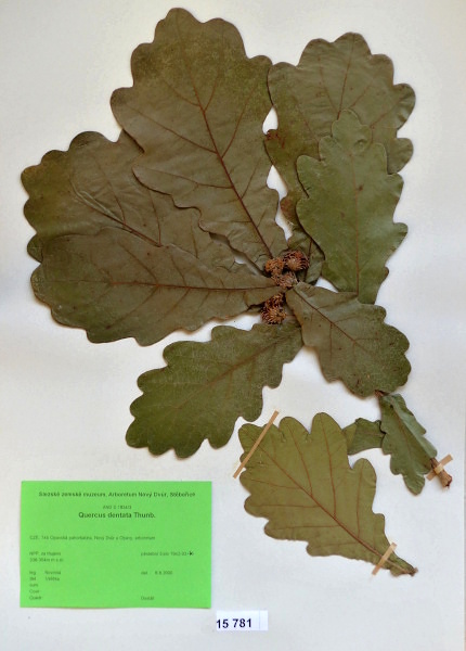 Náhledový obrázek Quercus dentata Thunb. - 1
