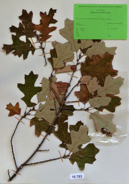 Náhledový obrázek Quercus velutina Lam. - 1