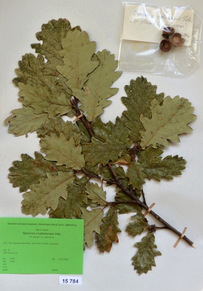 Náhledový obrázek Quercus x calvescens Vuk. - 1