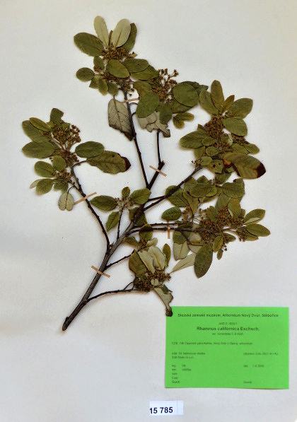 Náhledový obrázek Rhamnus californica Eschsch. var. Tomentella C.B.Wolf - 1