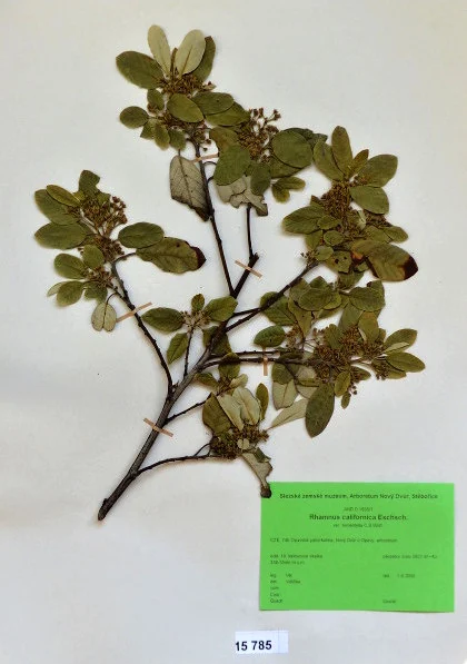 Náhledový obrázek předmětu Rhamnus californica Eschsch. var. Tomentella C.B.Wolf