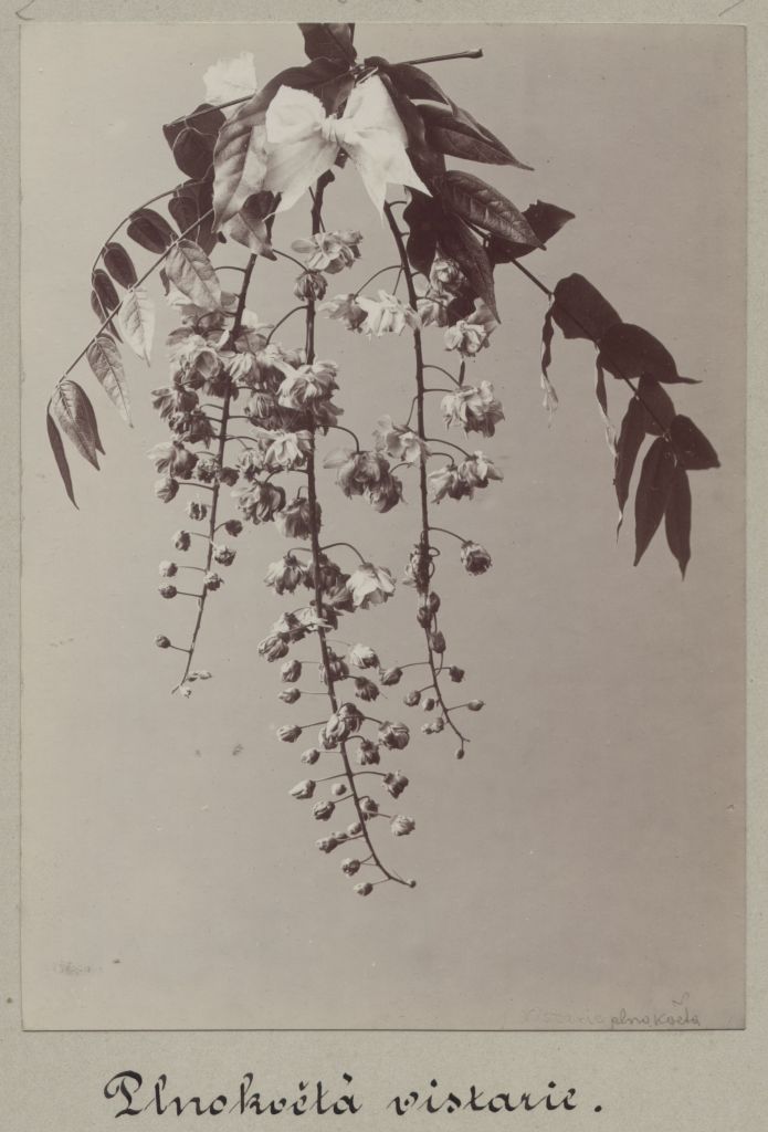 Náhledový obrázek Květ wistárie čínské (Wisteria sinensis) - 1
